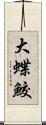 大蝶鮫 Scroll