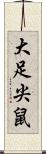 大足尖鼠 Scroll