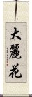 大麗花 Scroll