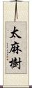 太麻樹 Scroll