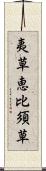 夷草 Scroll