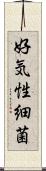 好気性細菌 Scroll