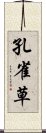 孔雀草 Scroll