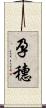 孕穗 Scroll