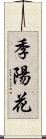 季陽花 Scroll