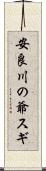 安良川の爺スギ Scroll