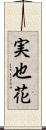 実也花 Scroll