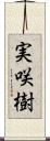 実咲樹 Scroll