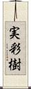 実彩樹 Scroll