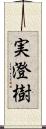 実澄樹 Scroll