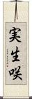 実生咲 Scroll