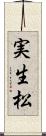 実生松 Scroll