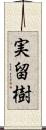 実留樹 Scroll