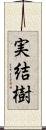 実結樹 Scroll