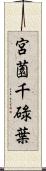 宮薗千碌葉 Scroll