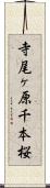 寺尾ヶ原千本桜 Scroll