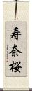 寿奈桜 Scroll