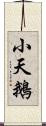 小天鵝 Scroll