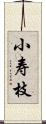 小寿枝 Scroll