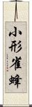 小形雀蜂 Scroll
