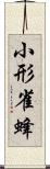 小形雀蜂 Scroll