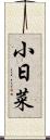 小日菜 Scroll