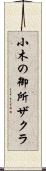 小木の御所ザクラ Scroll