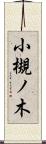 小槻ノ木 Scroll