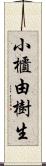 小櫃由樹生 Scroll