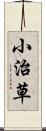 小治草 Scroll