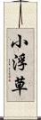 小浮草 Scroll