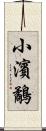 小濱鷸 Scroll