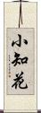 小知花 Scroll