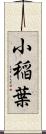 小稲葉 Scroll