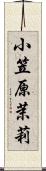 小笠原茉莉 Scroll