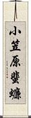 小笠原蜚蠊 Scroll