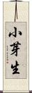 小芽生 Scroll