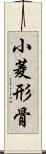 小菱形骨 Scroll