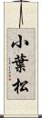 小葉松 Scroll