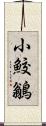 小鮫鶲 Scroll