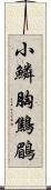 小鱗胸鷦鶥 Scroll