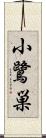 小鷺巣 Scroll