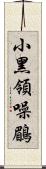 小黑領噪鶥 Scroll