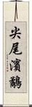 尖尾濱鷸 Scroll