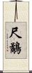 尺鷸 Scroll