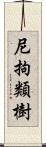 尼拘類樹 Scroll