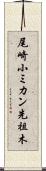尾崎小ミカン先祖木 Scroll