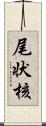 尾状核 Scroll