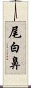 尾白鼻 Scroll