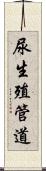 尿生殖管道 Scroll